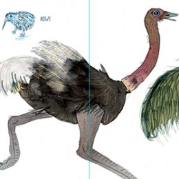 Gli Uccelli | Lucia Scuderi - Illustratrice, autrice, pittrice